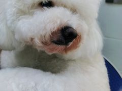 -佳雯宠物医院(金华南路分院)