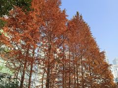 -北外滩滨江绿地