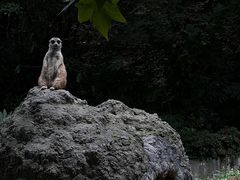 -上海野生动物园