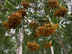 -黑龙江省森林植物园