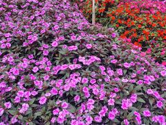 -松山湖梦幻百花洲