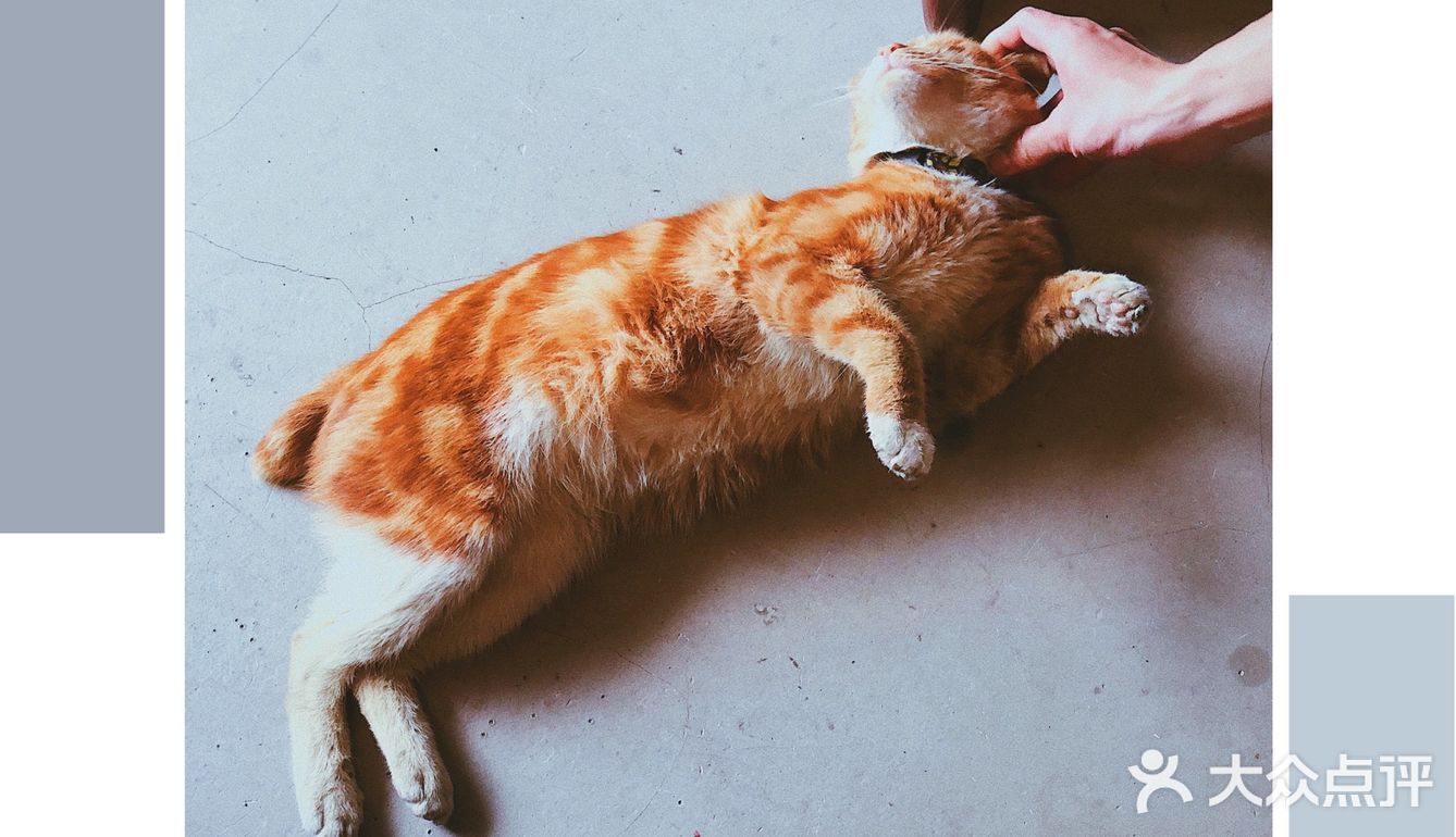 三陪猫到位