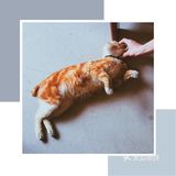 三陪猫到位