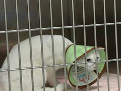 -美美宠物诊疗中心·异宠·骨科(滨江东信分院)