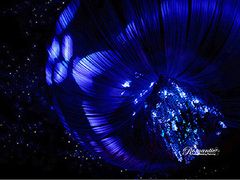 上海浪漫爱都婚礼策划-上海棕榈滩海景酒店