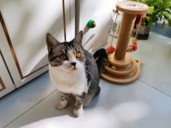 -卡卡喜糖伴手礼·商务礼宝宝礼·婚礼用品