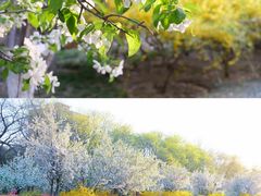 -海棠花溪(元大都城垣遗址公园)