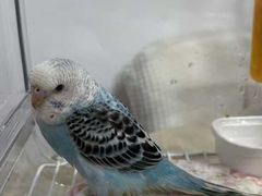 -立德异宠动物医院.兔鸟爬.内窥镜(天河店)