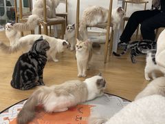 -有喵·猫咖·狗咖·30几只猫10只小狗(岗厦店)