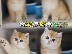 -lincat·猫舍(广州店)