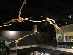 -墨尔本博物馆(Melbourne Museum)