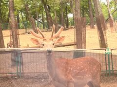 -秦皇岛野生动物园
