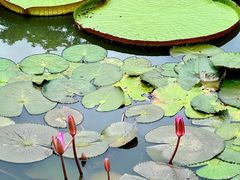 -中国科学院西双版纳热带植物园