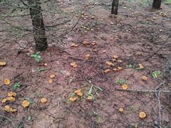 -塞罕坝国家级自然保护区