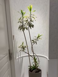 -YESIDO椰岛美容