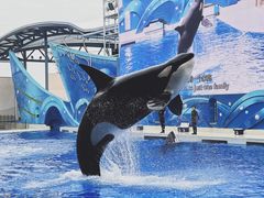 -上海海昌海洋公园