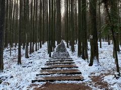 -武陵山森林公园