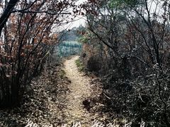 -香雪海