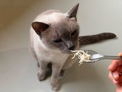 -豆逗聊愈猫阁Easy Life