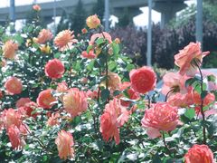 -中关村生命科学园