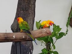 -吉隆坡雀鸟公园