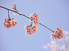-南山植物园