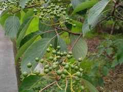 -桤木河湿地公园