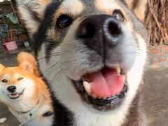 -柴犬高等学院·狗咖·柴犬售卖·宠物训练