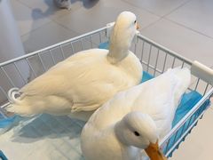 -怪兽屋·羊驼·猫咖·狗咖(俊华广场店)