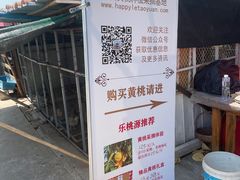 -樂桃源奉贤黄桃种植采摘基地