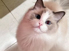 -宠福鑫康馨动物医院·骨科·眼科