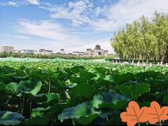 -莲花池公园