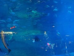 -烟台海昌鲸鲨海洋公园