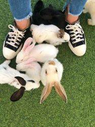 -萌宠亲子动物乐园(槐房万达店)