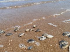-天津东疆湾沙滩景区