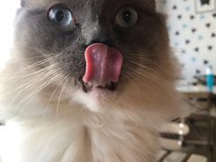 -Cappucimeow猫咪咖啡馆(韦伯时代店)