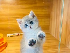 -猫十亿·布偶金渐层·曼基康矮脚猫舍(青年路店)