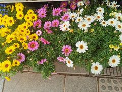 -溪岸路花鸟市场