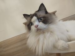 -滚猫咖啡·猫咖·猫友好撸猫(未来城店)