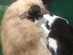 -猫色咖啡·猫咖