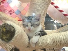 -袖虎·猫馆(体育西路店)