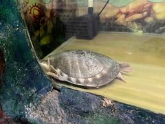 -上海大自然野生昆虫馆