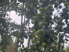 -永定河休闲森林公园