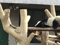 -沈阳森林动物园