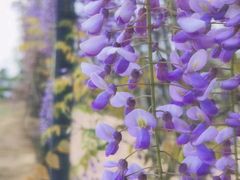 -武汉紫薇都市田园