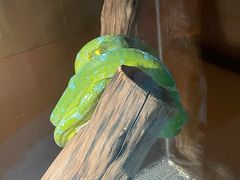 -上海大自然野生昆虫馆