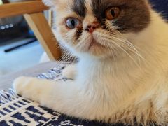 -平行世界·猫咖(首经贸店)