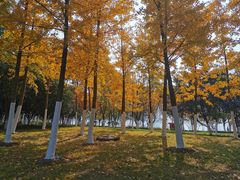 -天鹅湖体育公园