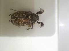 -上海昆虫博物馆