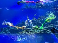 -海合安武汉极地海洋公园